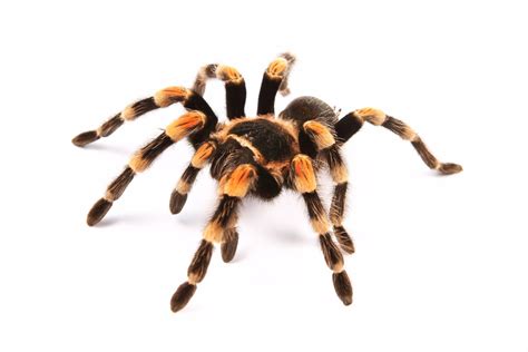 tarantula traduction|tarantula french translation.